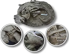 Trovato un fossile che mostra un mammifero che aggredisce un dinosauro
