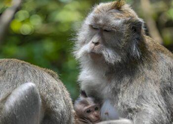 Klotho: la proteina della longevità potenzia anche la memoria nei primati anziani