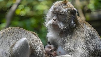 Klotho: la proteina della longevità potenzia anche la memoria nei primati anziani