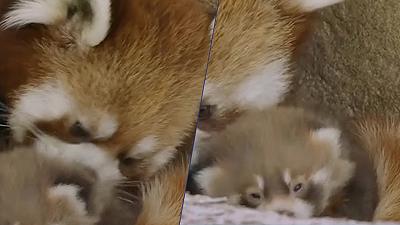 Panda rosso: nuova nascita allo zoo di San Diego dopo 17 anni