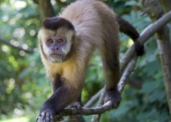 Primati: uno studio rivela delusione e rimpianto nelle scelte sbagliate