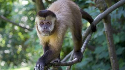 Primati: uno studio rivela delusione e rimpianto nelle scelte sbagliate