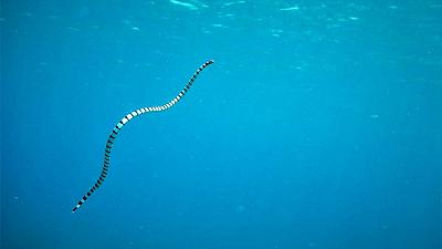 La visione dei serpenti marini si è evoluta acquisendo la visione a colori