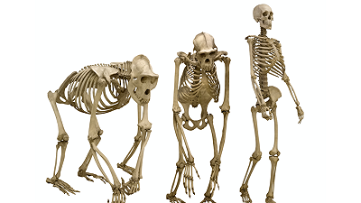 Scoperti i geni che hanno scolpito le nostre ossa: un viaggio nel passato e una prospettiva sul futuro