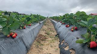 Plastica nei campi di fragole: inquinamento sottotraccia che minaccia la sostenibilità agricola