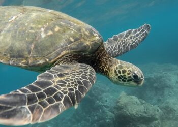 Biodiversità: al via progetto per tutelare le aree marine protette