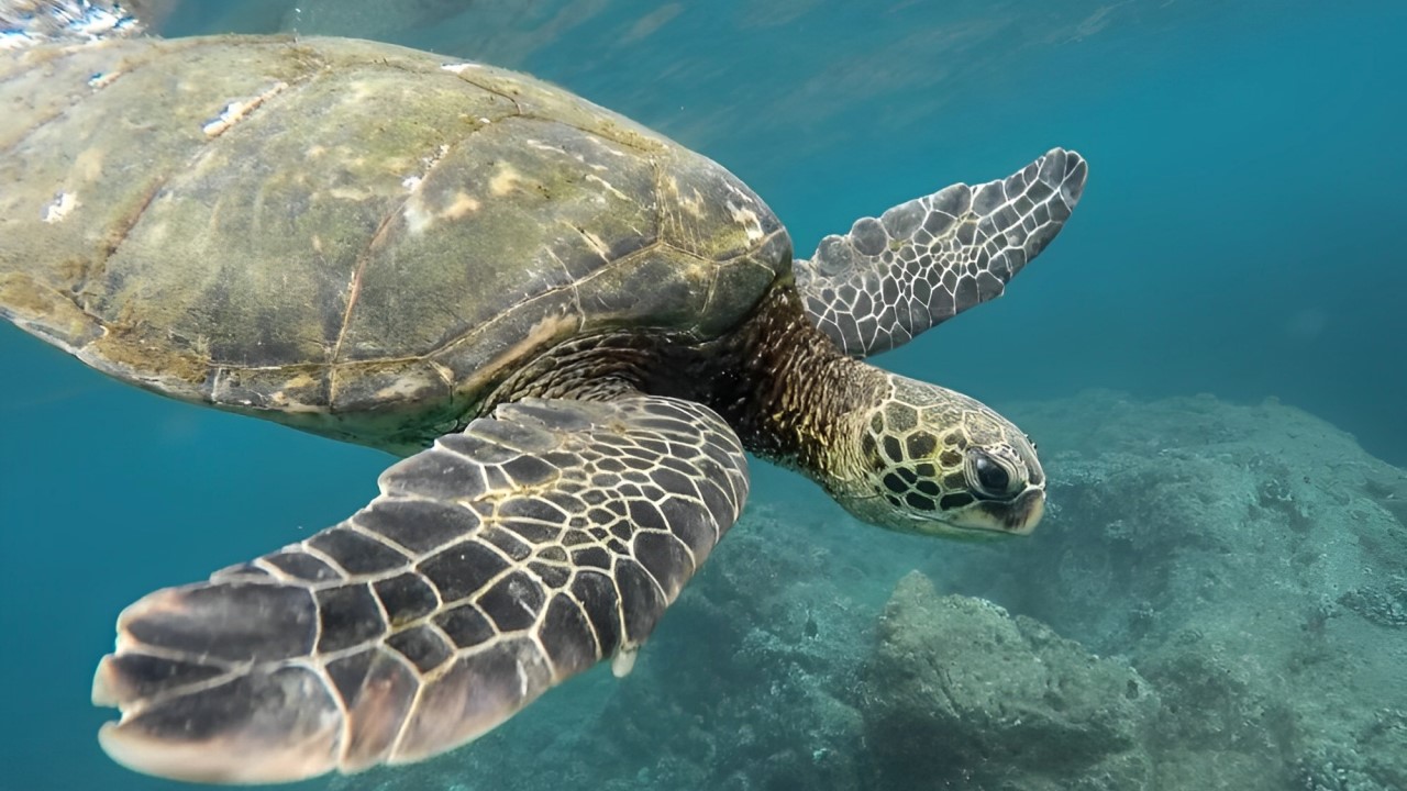 Biodiversità: al via progetto per tutelare le aree marine protette