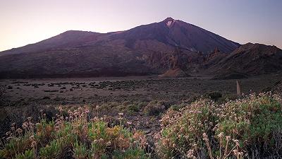 La flora di Tenerife: Una sorprendente biodiversità nascosta