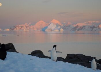 Emergenza climatica in Antartide: l'urgenza di un'azione per salvaguardare gli ecosistemi