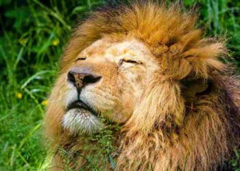 Giornata mondiale del leone: il WWF avverte che le popolazioni sono in pericolo