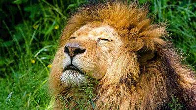 Giornata mondiale del leone: il WWF avverte che le popolazioni sono in pericolo