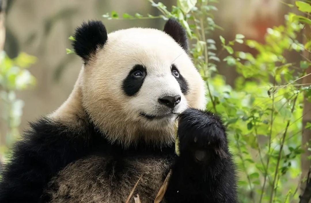 Lo scheletro di un Panda Gigante sepolto nella tomba di un imperatore cinese morto 2000 anni fa