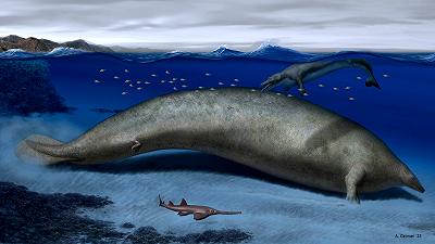 L’Antica Balena del Perù: è lei l’animale più massiccio di sempre sulla Terra