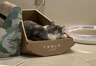 Tesla ha messo in vendita una cuccia per gatti ispirata al Cybertruck