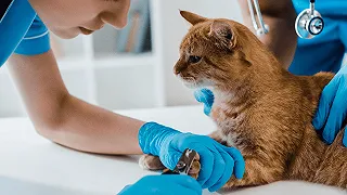 Declawing nei grandi felini: un’atroce pratica con conseguenze devastanti