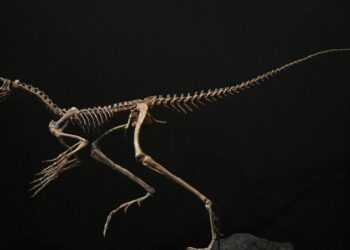 Venetoraptor Ganessae: l'antenato degli Pterosauri svela i misteri del tardo Triassico in Brasile