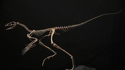 Venetoraptor Ganessae: l’antenato degli Pterosauri svela i misteri del tardo Triassico in Brasile
