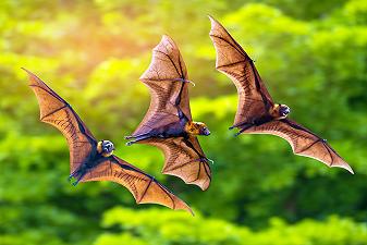 Parchi solari e pipistrelli: un’inattesa connessione ecologica
