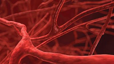 Medicina: i vasi sanguigni ingegnerizzati per sconfiggere le malattie cardiovascolari