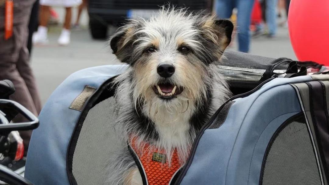 Cani ammessi ma in braccio: il cartello del Duomo di Arezzo genera le polemiche