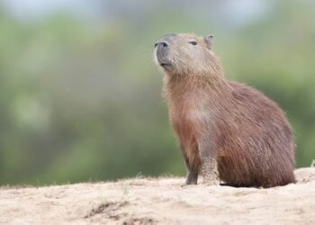 Capibara: il Parlamento Europeo propone di istituire una giornata dedicata alla specie