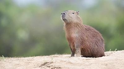 Capibara: il Parlamento Europeo propone di istituire una giornata dedicata alla specie