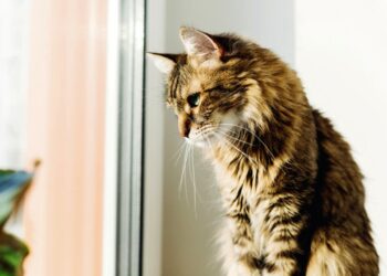 Casa a misura di gatto: consigli per il comfort domestico degli amici felini