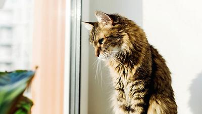 Casa a misura di gatto: consigli per il comfort domestico degli amici felini