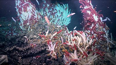 Ecosistema nelle profondità del Pacifico: nuova vita sotto le bocche idrotermali di un vulcano sottomarino