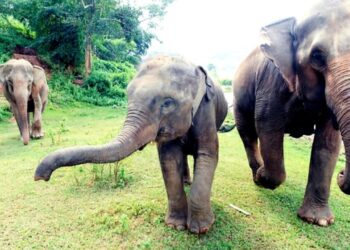 Giornata mondiale dell'elefante: un'occasione per conoscere meglio questi animali