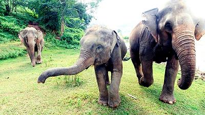 Giornata mondiale dell’elefante: un’occasione per conoscere meglio questi animali