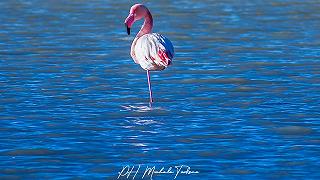 Fenicotteri rosa alle Saline di Margherita di Savoia: un simbolo del territorio