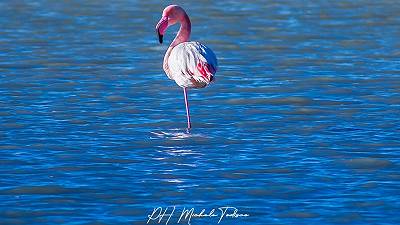 Fenicotteri rosa alle Saline di Margherita di Savoia: un simbolo del territorio