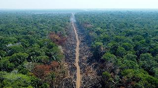 Deforestazione in Amazzonia: ridotta del 60% in meno di un anno