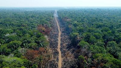 Deforestazione in Amazzonia: ridotta del 60% in meno di un anno