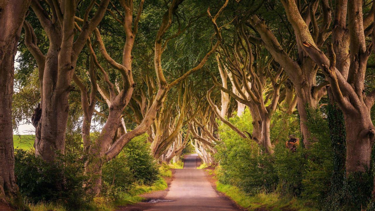 Foreste in Irlanda: fondo UE da 45 milioni di euro per la gestione sostenibile