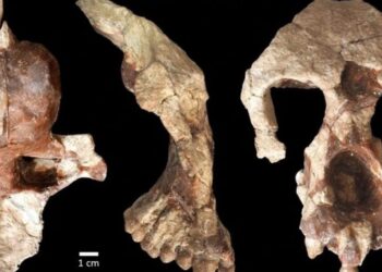 Fossile di scimmia preistorica: il ritrovamento in Turchia rivoluziona la storia evolutiva dei primati
