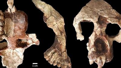 Fossile di scimmia preistorica: il ritrovamento in Turchia rivoluziona la storia evolutiva dei primati