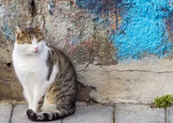 Animals: Procida approves a new regulation of care and protection