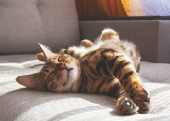 I gatti dormono al sole: ecco come proteggerli quando fa molto caldo