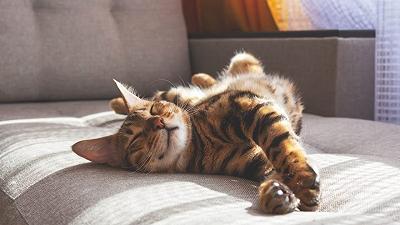 I gatti dormono al sole: ecco come proteggerli quando fa molto caldo
