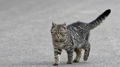 Incidenti Felini: morsi di gatti randagi e la diffusione di batteri sconosciuti agli umani