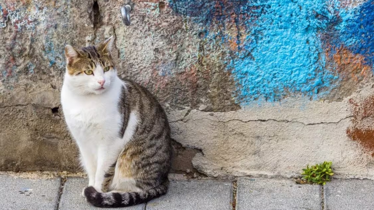 Animali: Procida approva un nuovo Regolamento per il benessere e la tutela