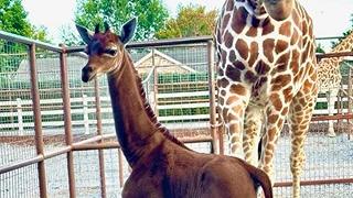 Giraffa senza macchie: una speranza per la biodiversità