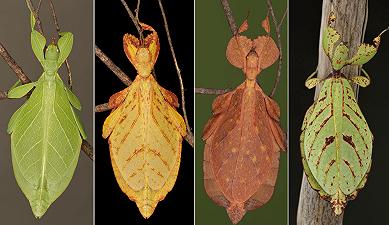 Scoperta sette nuove specie di insetto foglia