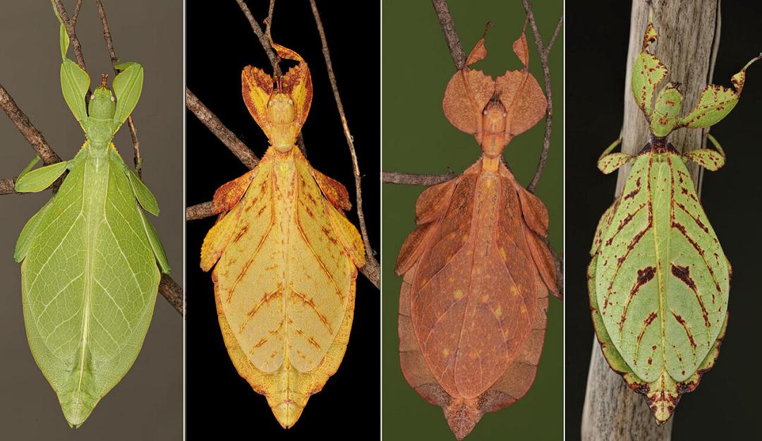 Scoperta sette nuove specie di insetto foglia