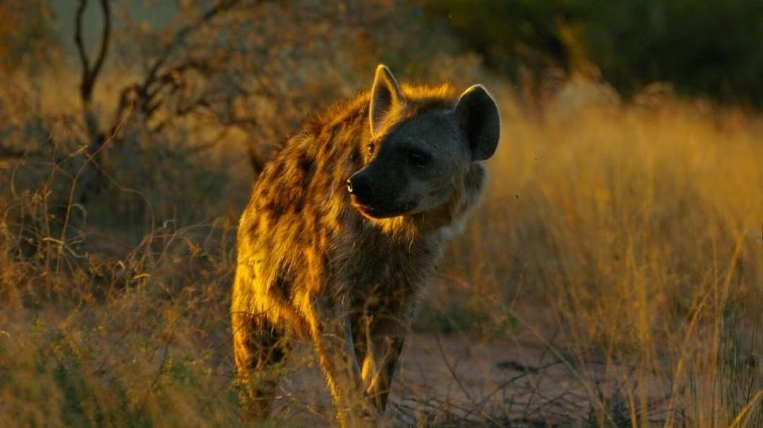 Iene: cinque esemplari trasferiti in Mozambico per il ripristino dell’equilibrio ecologico