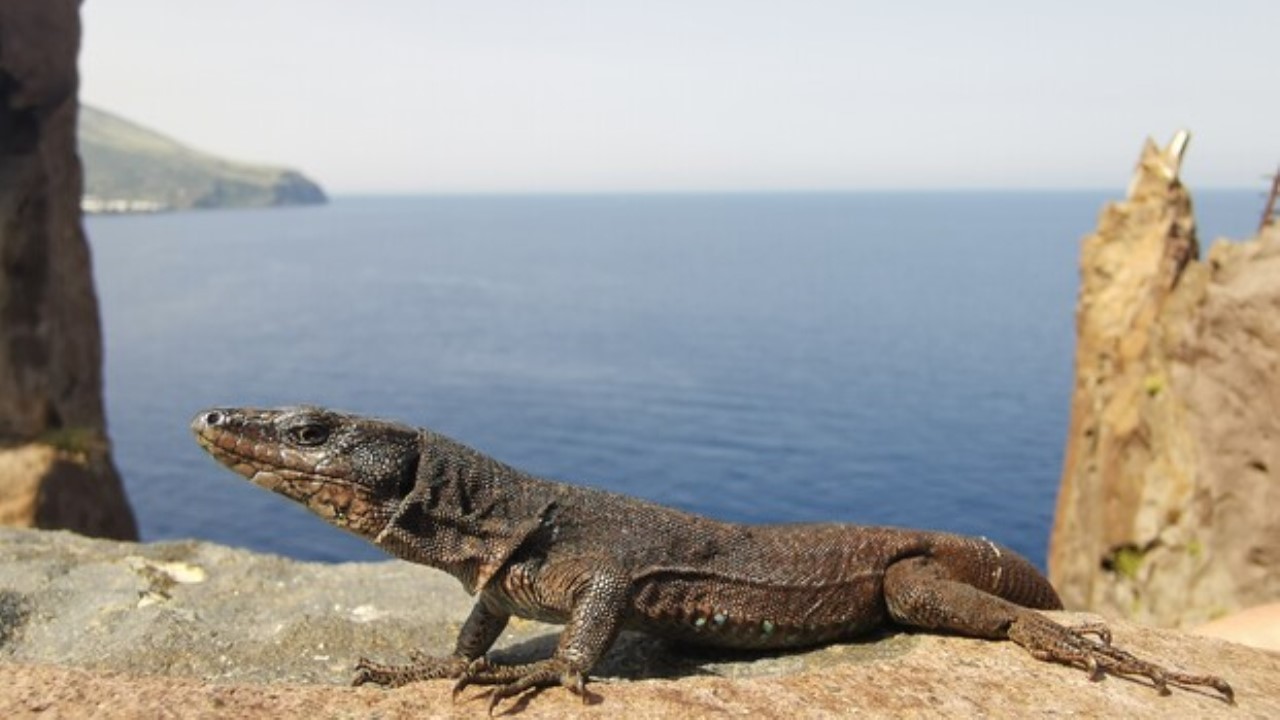 Lucertola delle Eolie: parte il progetto Eolizard per la conservazione della specie