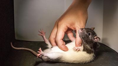 Gli scienziati fanno il solletico ai ratti per amore della scienza: il nuovo studio