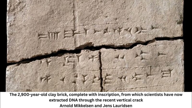 Gli scienziati trovano un antico DNA in un mattone: quali segreti nasconde?